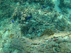 Ophioblennius steindachneri