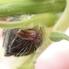 Cymus melanocephalus