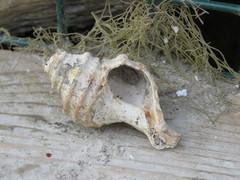 Neptunea decemcostata