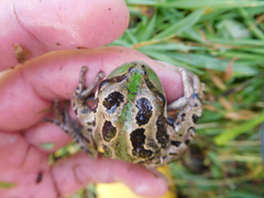 Gastrotheca riobambae