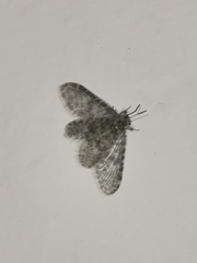 Nallachius pulchellus