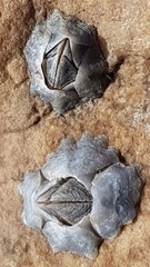 Austrominius modestus