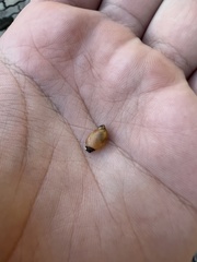Succinea