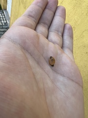 Succinea