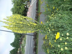 Verbascum speciosum