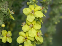 Verbascum speciosum
