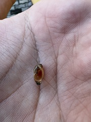 Succinea