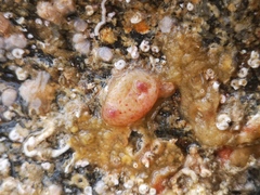 Pyura tessellata