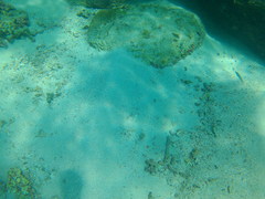 Halichoeres dispilus