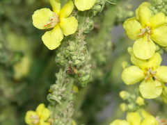 Verbascum speciosum