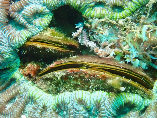 Beguina semiorbiculata observed 2022-05-06