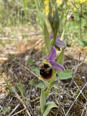 Ophrys fuciflora