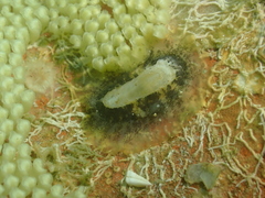 Scutus