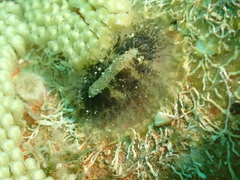 Scutus