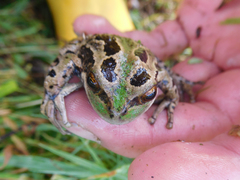 Gastrotheca riobambae