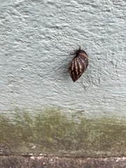 Lissachatina fulica