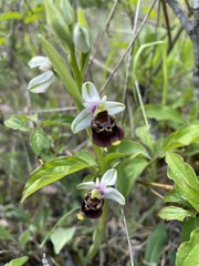 Ophrys fuciflora