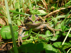 Gastrotheca riobambae