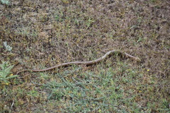 Pseudopus apodus apodus