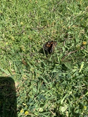 Danaus plexippus
