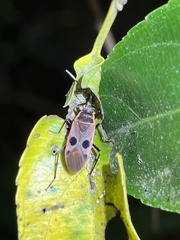 Physopelta fusciscutellata