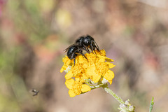 Cephalosmia