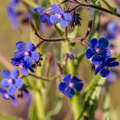 Anchusa azurea