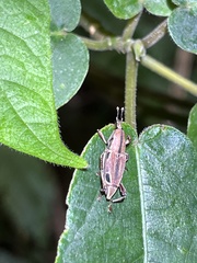 Sphenocorynes kosempoensis