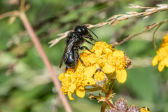 Cephalosmia