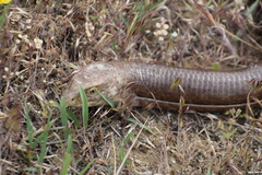 Pseudopus apodus apodus