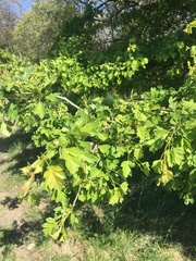 Crataegus