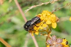 Cephalosmia