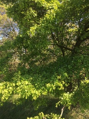 Crataegus