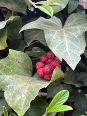 Cotoneaster × suecicus