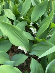 Convallaria pseudomajalis