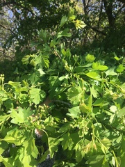 Crataegus