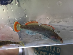 Etheostoma etowahae