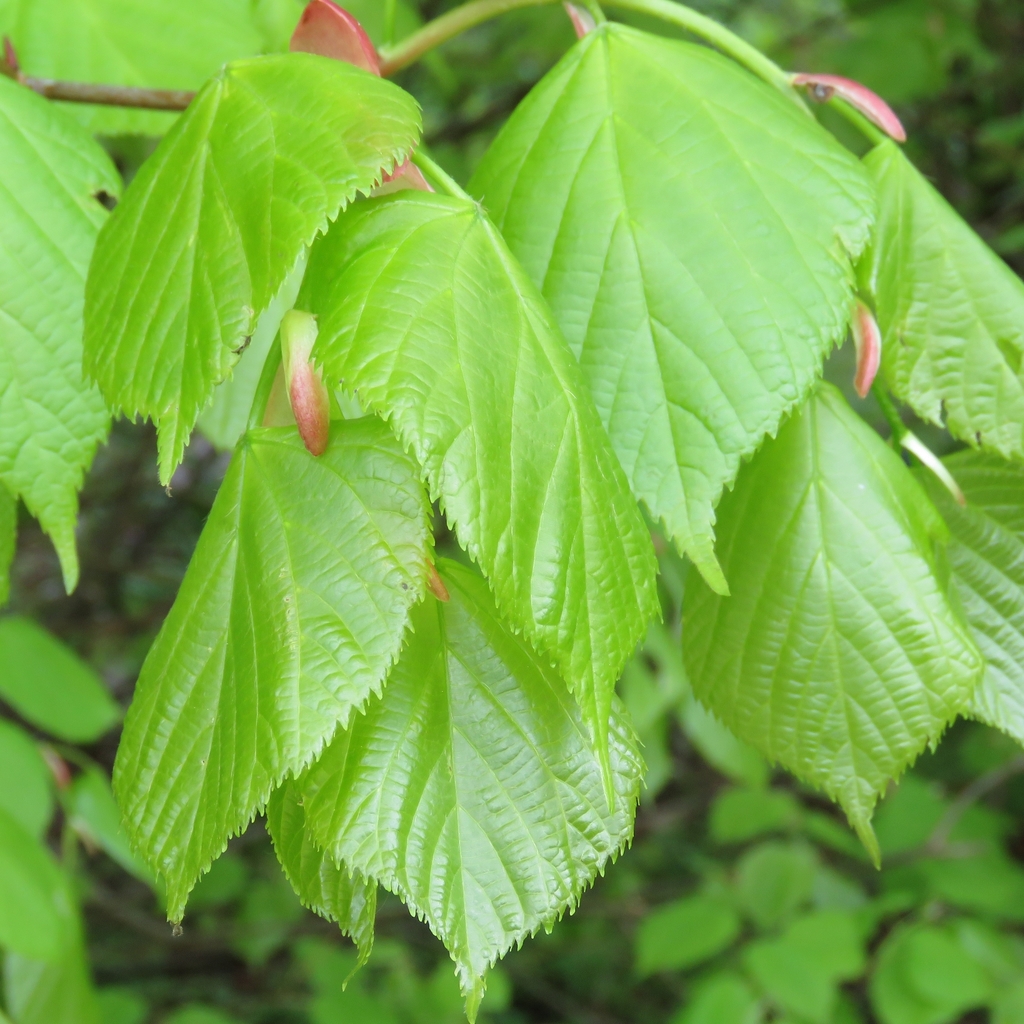 Tilia platyphyllos — an easy houseplant, prefers full sun light