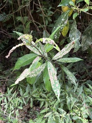 Epilachna sauteri