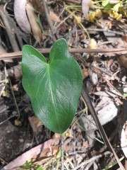 Arisarum