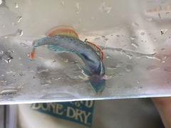 Etheostoma etowahae