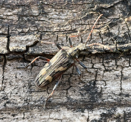 Two-banded Longhorn Beetle, Heumensoord, Malden, Gelderland, NL, photo 2 of 10