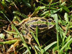 Gastrotheca riobambae