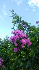 Fridericia floribunda