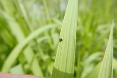 Longitarsus dorsalis