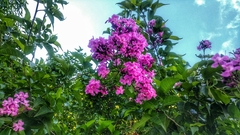 Fridericia floribunda