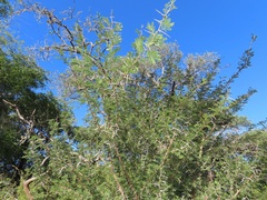 Vachellia grandicornuta
