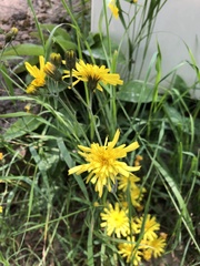 Hieracium murorum