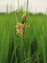 Bolboschoenus maritimus affinis