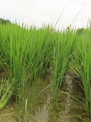 Bolboschoenus maritimus affinis